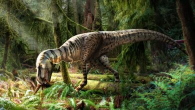 Ανακαλύφθηκε δεινόσαυρος μαζί με το τελευταίο του γεύμα Logo Image