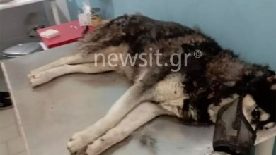 Αράχωβα: Στα χέρια εισαγγελέα η δικογραφία για την κακοποίηση του χάσκι Όλιβερ