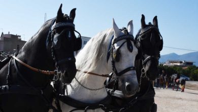 Αποτροπιασμός στη Σαμαρίνα! Άγνωστοι πυροβόλησαν, σκότωσαν και τεμάχισαν 5 άλογα