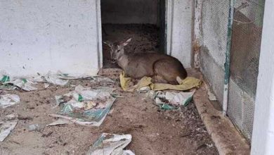 Ευθανασία σε ζαρκάδι που πυροβόλησε λαθροκυνηγός στα Γρεβενά