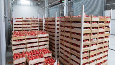 Χρονιά – ρεκόρ για τις εξαγωγές φρούτων και λαχανικών το 2023 Χρονιά – ρεκόρ για τις εξαγωγές φρούτων και λαχανικών το 2023