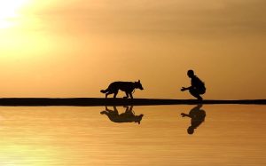dog man water reflection